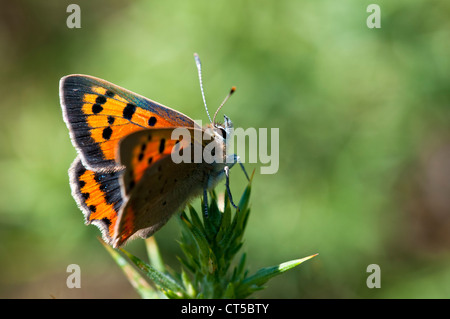 Ein kleiner Kupfer Schmetterling (Lycaena Phlaeas) thront auf Stechginster, Isle of Purbeck, Dorset. August. Stockfoto