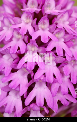 Pyramiden-Orchidee Anacamptis Pyramidalis (Orchidaceae) Stockfoto