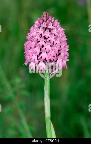 Pyramiden-Orchidee Anacamptis Pyramidalis (Orchidaceae) Stockfoto