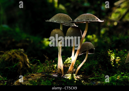 Eine Gruppe von glitzernden Inkcaps (Coprinellus Micaceus) im gefleckten Sonnenlicht bei Sevenoaks Wildreservat durch Moos wächst Stockfoto