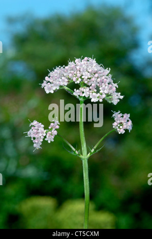 GEMEINSAMEN Baldrian Valeriana Officinalis (Valerianaceae) Stockfoto