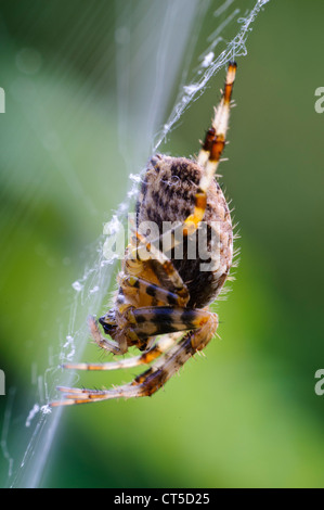 Eine weibliche Gartenkreuzspinne (Araneus Diadematus) im Zentrum von Spinngewebe, in einem Garten in Belvedere, Kent. September. Stockfoto