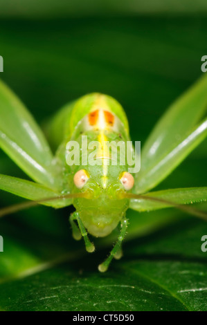 Eine Nahaufnahme auf den Kopf eines erwachsenen männlichen Eiche Bush-Cricket (Meconema Thalassinum) in einem Garten in Belvedere, Kent. September. Stockfoto