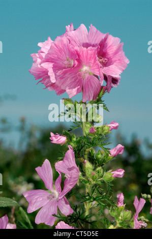MOSCHUS-Malve Malva Moschata (Malvaceae) Stockfoto