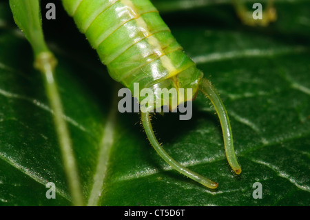 Eine Nahaufnahme auf der Rückseite eines erwachsenen männlichen Eiche Bush-Cricket (Meconema Thalassinum) zeigt die langen, gebogenen Cerci. Stockfoto