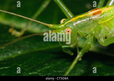 Eine Nahaufnahme auf den Kopf eines erwachsenen männlichen Eiche Bush-Cricket (Meconema Thalassinum) in einem Garten in Belvedere, Kent. September. Stockfoto