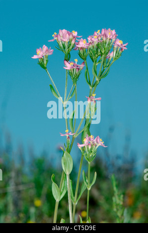 GEMEINSAMEN TAUSENDGÜLDENKRAUT Centaurium Saccharopolyspora (Gentianaceae) Stockfoto