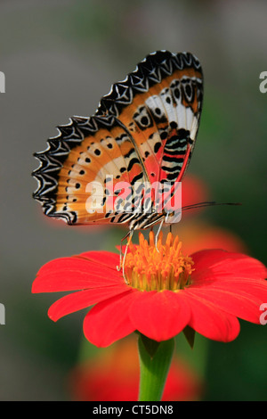 Leopard Florfliege Schmetterling (Cethosia Cyane) auf eine rote Blume Stockfoto