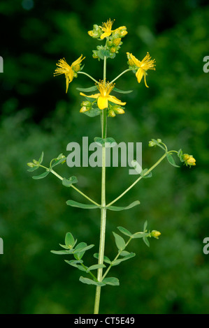 GEZÄHNTEN ST Johanniskraut-Hypericum Maculatum (Clusiaceae) Stockfoto