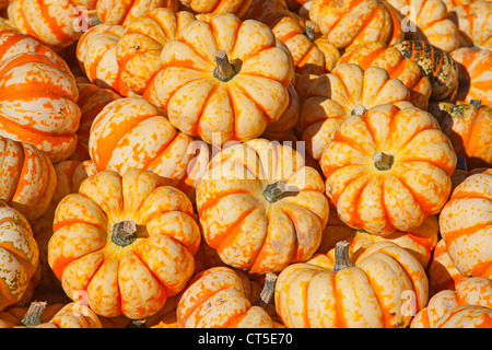 Bunte Kürbisse-Sammlung auf dem Herbstmarkt Stockfoto