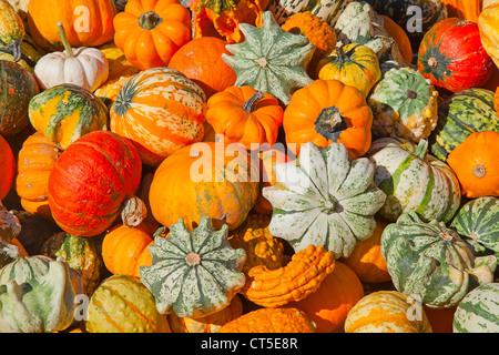 Bunte Kürbisse-Sammlung auf dem Herbstmarkt Stockfoto