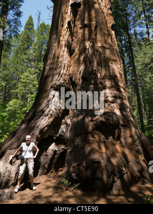 Gigantischen Sequoia Bäumen in Calaveras große Bäume State Park, Kalifornien Stockfoto