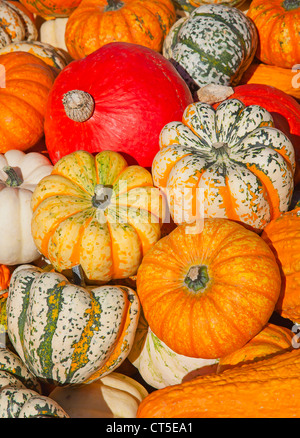 Bunte Kürbisse-Sammlung auf dem Herbstmarkt Stockfoto