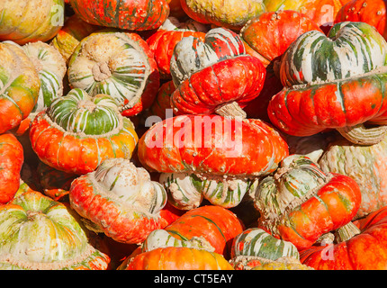 Bunte Kürbisse-Sammlung auf dem Herbstmarkt Stockfoto