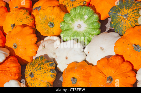 Bunte Kürbisse-Sammlung auf dem Herbstmarkt Stockfoto