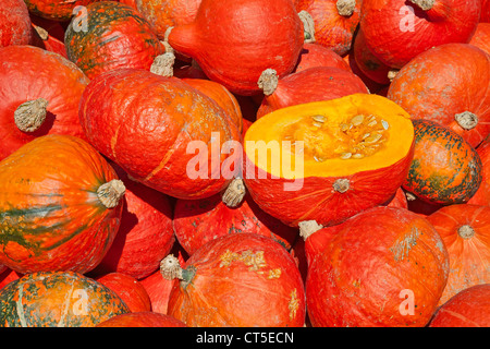 Bunte Kürbisse-Sammlung auf dem Herbstmarkt Stockfoto