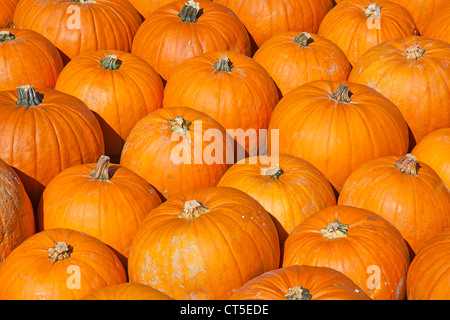 Bunte Kürbisse-Sammlung auf dem Herbstmarkt Stockfoto