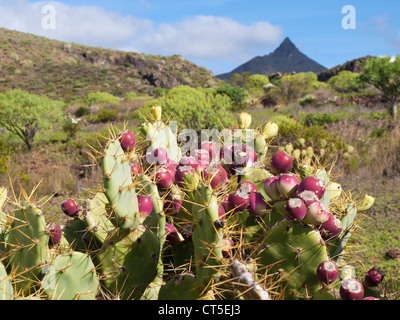 Feigenkaktus vor dem Berg Roque del Conde im Süden von Teneriffa in der Nähe von Playa de Las Americas Stockfoto