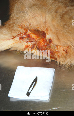 Kastration von Kater Stockfoto, Bild: 38118911 - Alamy