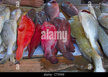 Frischer Fisch auf dem Fischmarkt von Maputo Stockfoto