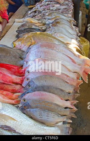 Frischer Fisch auf dem Fischmarkt von Maputo Stockfoto