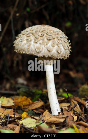 Shaggy Sonnenschirm (Chlorophylum Rhacodes) wächst in Laubstreu in Clumber Park, Nottinghamshire. Oktober. Stockfoto