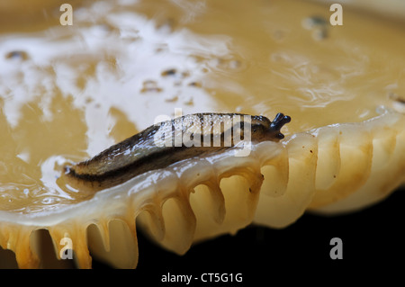 Ein düsterer Geschoß (Arion Subfuscus) auf ein Porzellan-Pilz (Oudemansiella Mucida) in Clumber Park, Nottinghamshire. Oktober. Stockfoto