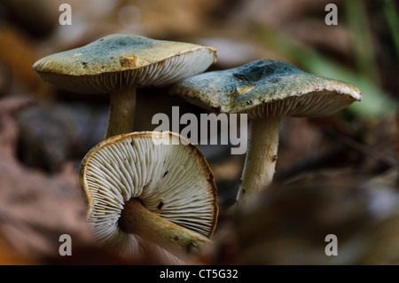 Grüne Dapperling Pilze (Lepiota Grangei) wächst in Laubstreu in Clumber Park, Nottinghamshire. Oktober. Stockfoto