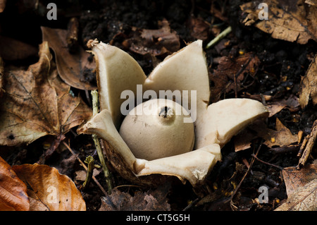 Ein Kragen Earthstar Pilz (Geastrum triplex) wächst in Laubstreu in Clumber Park, Nottinghamshire. Oktober. Stockfoto