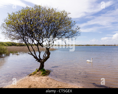 Ein einsamer Schwan in Margam Teich in Margam Park, zwischen Port Talbot und Porthcawl, Glamorgan, Wales. Stockfoto