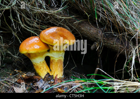 Ein paar Lärche Röhrenpilze (Suillus Grevillei) lauert im Unterholz in Clumber Park, Nottinghamshire. Oktober. Stockfoto