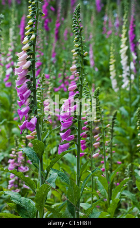 Lila und weißen gemeinsame Fingerhut (Digitalis Purpurea), auch genannt lila Fingerhut oder Lady Handschuh Stockfoto