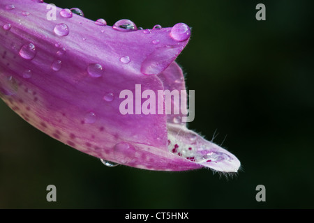 Gemeinsamen Fingerhut (Digitalis Purpurea), auch genannt lila Fingerhut oder Lady Handschuh, bedeckt mit Tautropfen. Stockfoto