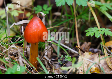 Eine Schwärzung Waxcap (Hygrocybe Conica) wächst in Clumber Park, Nottinghamshire. Oktober. Stockfoto