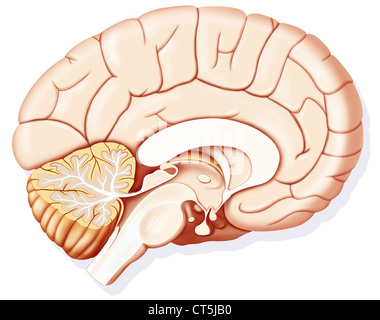 GEHIRN, ZEICHNUNG Stockfoto