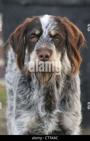 HUND, DRAHTHAAR DEUTEN GRIFFON Stockfoto