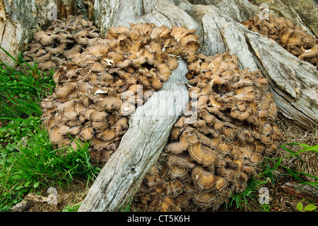 Eine große Henne der Wälder Pilz (Grifola Frondosa) wachsen aus den Wurzeln eines Toten Baumes in Clumber Park, Nottinghamshire. Stockfoto