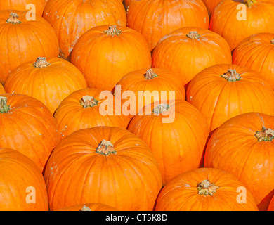 Bunte Kürbisse-Sammlung auf dem Herbstmarkt Stockfoto