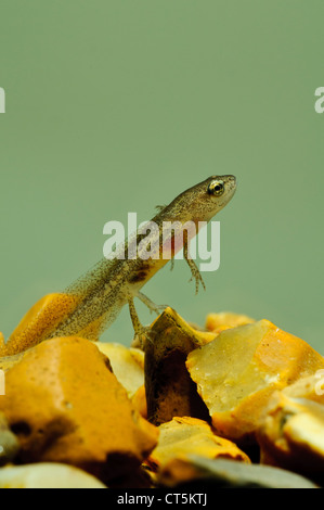 Die Larve von einem handförmig Molch (Lissotriton Helveticus) in einem Aquarium fotografiert und danach veröffentlicht. Stockfoto