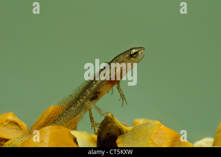 Die Larve von einem handförmig Molch (Lissotriton Helveticus) in einem Aquarium fotografiert und danach veröffentlicht. Stockfoto