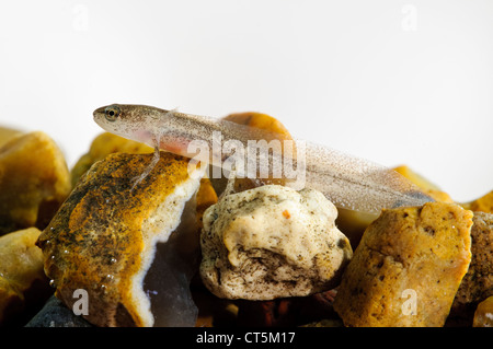 Die Larve von einem handförmig Molch (Lissotriton Helveticus) in einem Aquarium fotografiert und danach veröffentlicht. Stockfoto