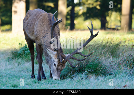 Ein 14-Punkte rot der (Cervus Elaphus) Hirsch, Surfen auf Frost bedeckt Rasen in Richmond Park. Oktober. Stockfoto