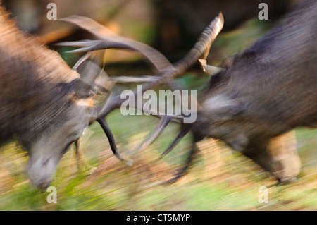 Zwei Rothirsch (Cervus Elaphus) Hirsche Brunftzeit im Richmond Park. Oktober. Stockfoto