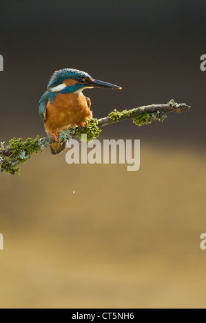 Eisvogel Alcedo Atthis, hocken auf Zweig, Worcestershire, England, UK Stockfoto