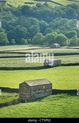 Typischen Trockenmauern und Scheunen im Sommer Licht am Gunnerside im Swaledale, Yorkshire, England Stockfoto