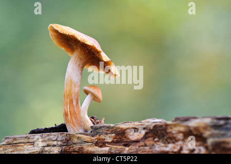 Eine frische junge Exemplare des gemeinsamen Rustgill (Gymnopilus Penetrans) unter einer reiferen Probe bergende. Stockfoto