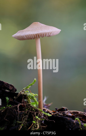 Eine lila Mütze Pilzzucht (Mycena Pura) in Bostall Woods, London Borough of Greenwich. Oktober. Stockfoto