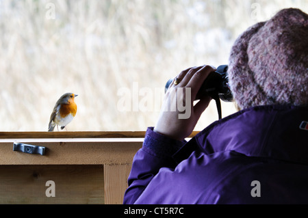 Eine freche Robin gehockt Ausblenden des Fensterrahmens direkt unter der Nase ein Vogelbeobachter scannen die Entfernung durch ein Fernglas Stockfoto