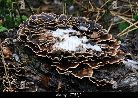 Turkeytail Pilz (Trametes versicolor) unter einem Licht des Schnees abstauben, wachsen auf Totholz in Sevenoaks Wildlife Reserve. Stockfoto