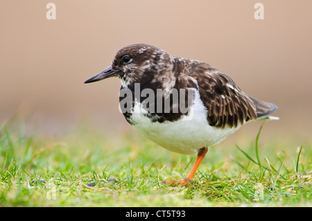 Ein Steinwälzer (Arenaria Interpres) stehen auf einem Bein auf einem grasbewachsenen Ufer am Salthouse in Norfolk. Januar. Stockfoto